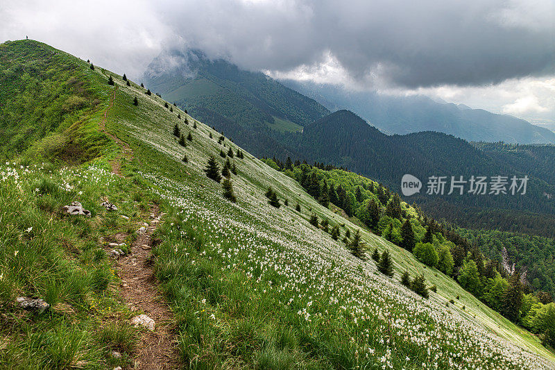 水仙花盛开期间Golica山斜坡上的小路，Gorenjska, Julian Alps，斯洛文尼亚